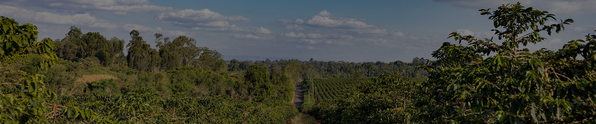 collection-banner-image